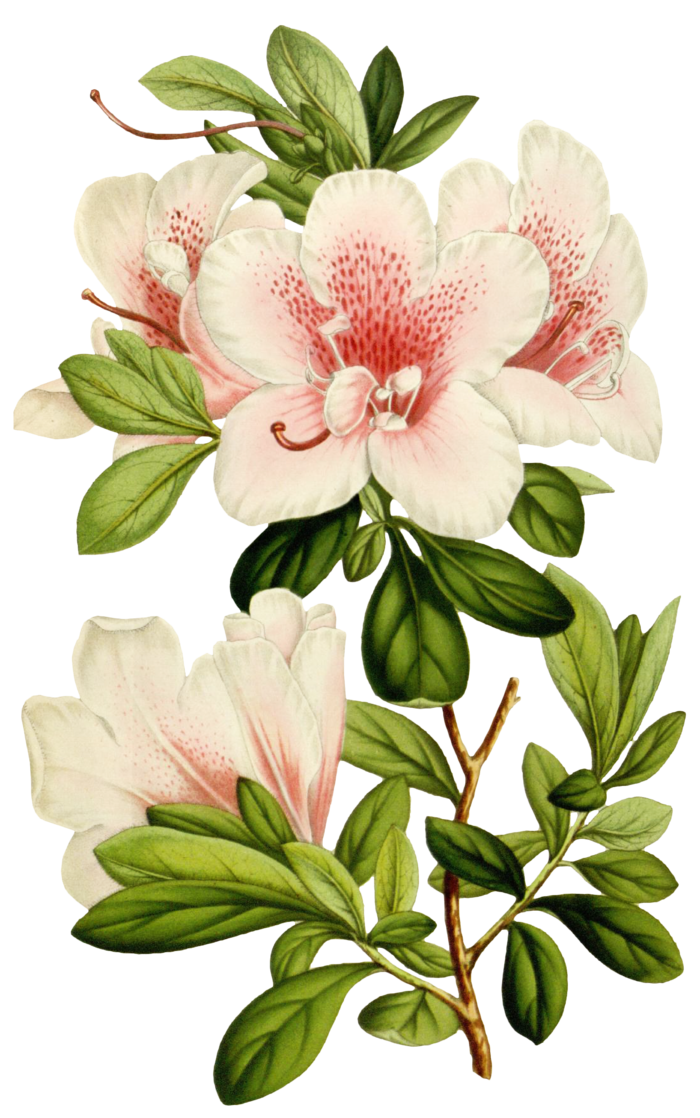 复古手绘植物花卉玫瑰花PNG免扣图案高清图片PS设计素材图