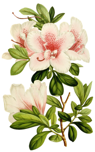 复古手绘植物花卉玫瑰花PNG免扣图案高清图片PS设计素材图