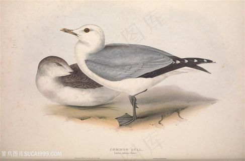 高清时尚鸟儿插画装饰画