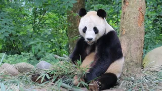森林大熊猫图片 森林大熊猫图片