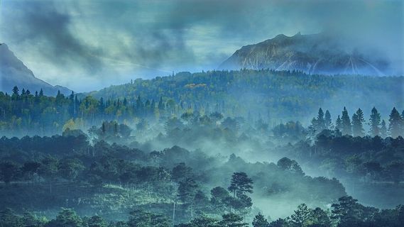 冬天白色背景风景