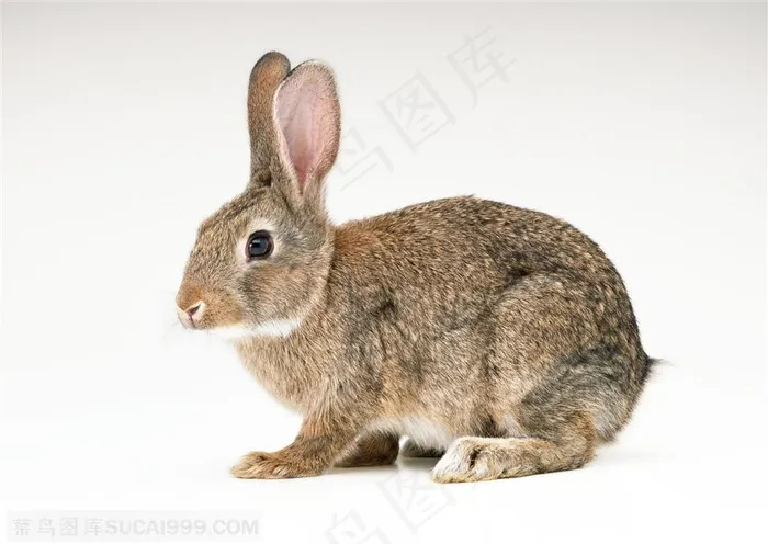 动物造型-准备行走的麻色兔子侧面特写