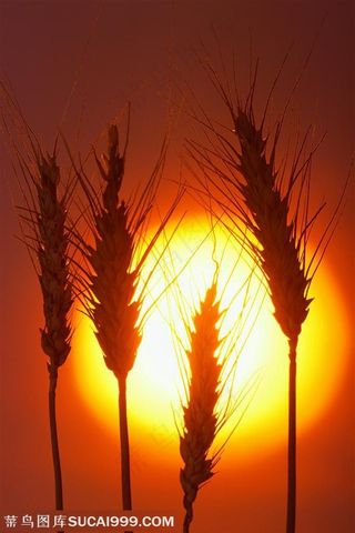 农作物-阳光照耀着的麦穗特写