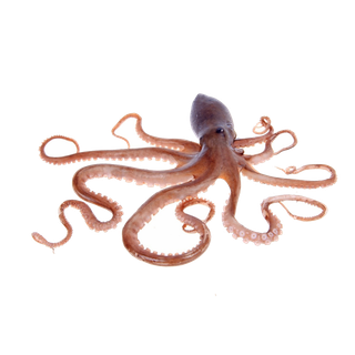 头足类(21)海鲜超市商品红酒白底图免抠实物摄影png格式图片透明底