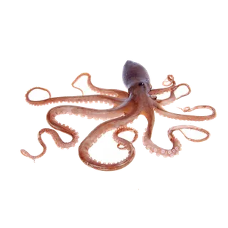 头足类(21)海鲜超市商品红酒白底图免抠实物摄影png格式图片透明底