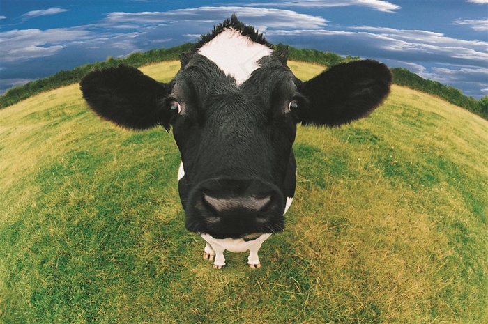 可爱的奶牛高清素材