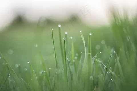 小草露珠图片 小草露珠图片