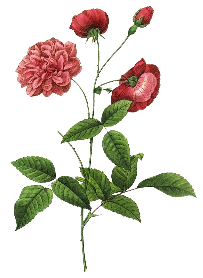 复古手绘植物花卉玫瑰花PNG免扣图案高清图片PS设计素材图