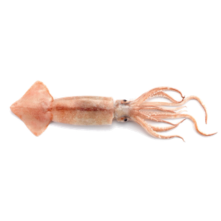 头足类(11)海鲜超市商品红酒白底图免抠实物摄影png格式图片透明底