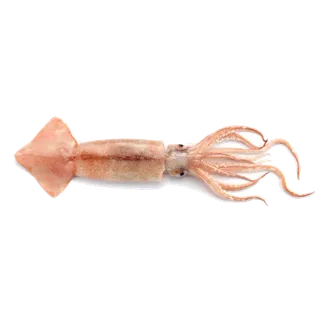 头足类(11)海鲜超市商品红酒白底图免抠实物摄影png格式图片透明底