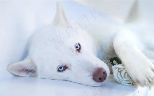 白色狗狗图片 白色狗狗图片