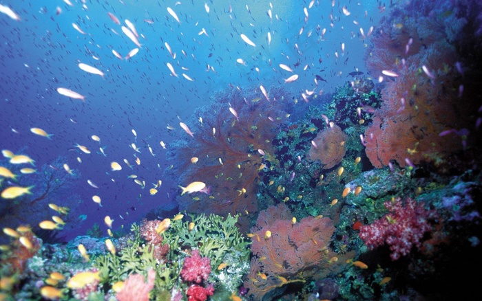 海洋海底珊瑚海水鱼群高清背景