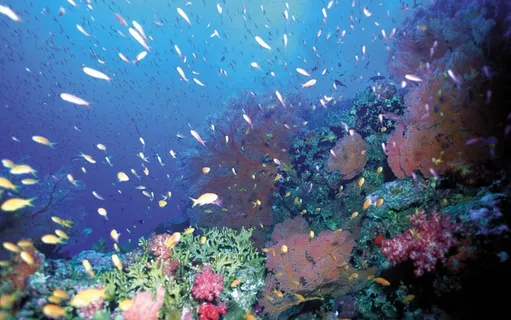海洋海底珊瑚海水鱼群高清背景 海洋海底珊瑚海水鱼群高清背景