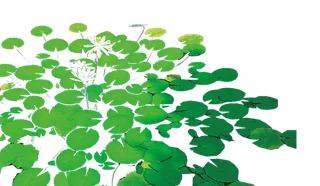 中国古风元素水生植物