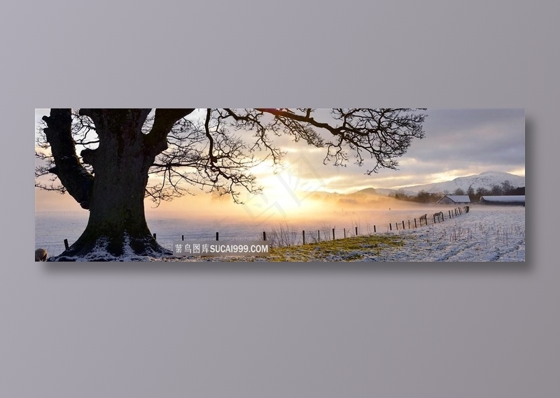 冬天的阳光与树木