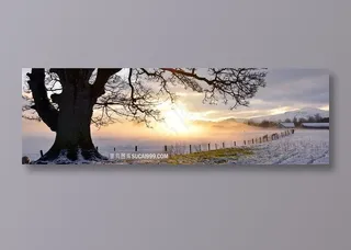 冬天的阳光与树木