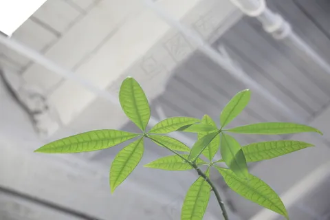 绿色植物图片 绿色植物图片