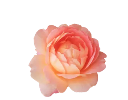 PNG黄色玫瑰花,免抠图 PNG黄色玫瑰花,免抠图