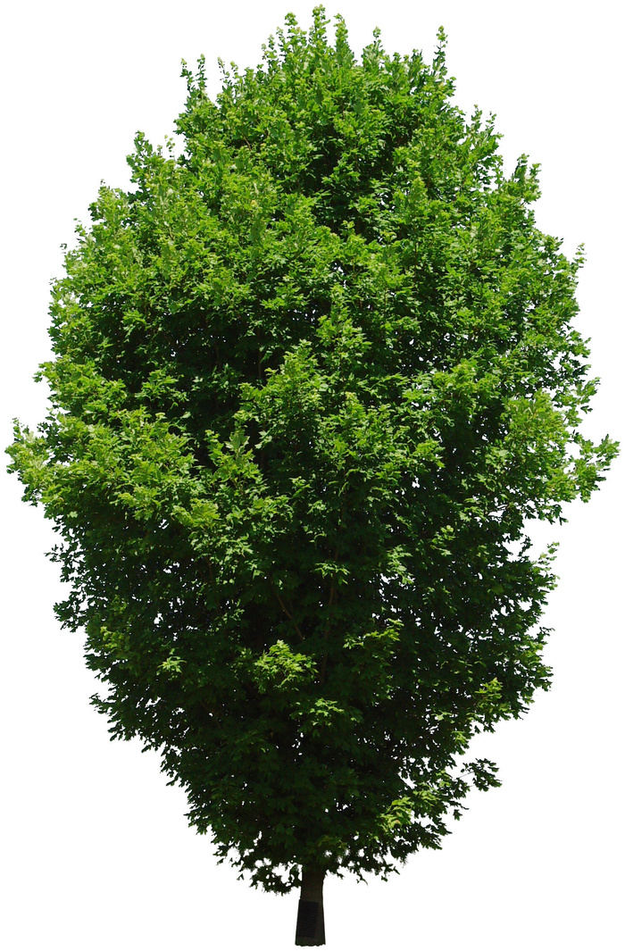 高清树木素材 免抠PSD植物素材 美术绘画园林贴图 树草灌木花草