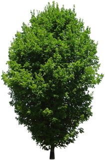 高清树木素材 免抠PSD植物素材 美术绘画园林贴图 树草灌木花草 高清树木素材 免抠PSD植物素材 美术绘画园林贴图 树草灌木花草