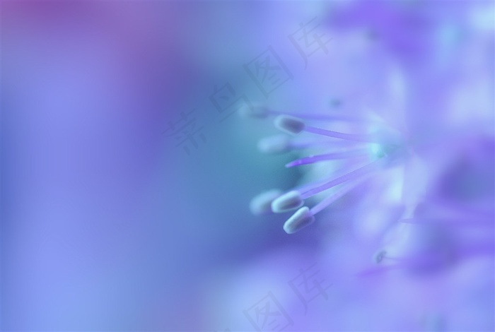 唯美高清鲜花花蕊特写图片