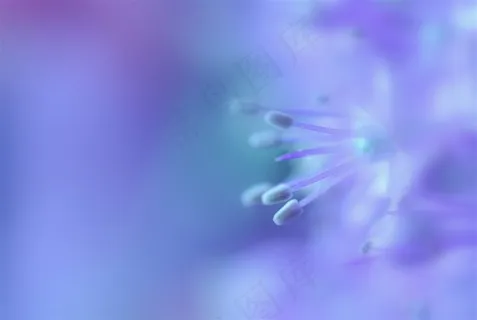 唯美高清鲜花花蕊特写图片 唯美高清鲜花花蕊特写图片