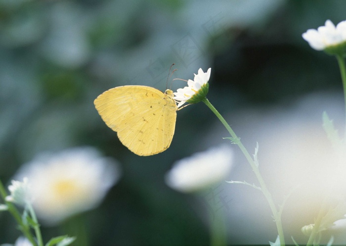 花草特写 614