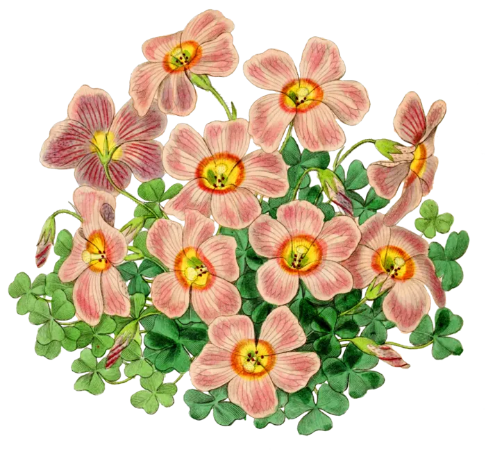 复古手绘植物花卉玫瑰花PNG免扣图案高清图片PS设计素材图