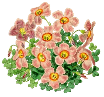 复古手绘植物花卉玫瑰花PNG免扣图案高清图片PS设计素材图