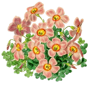 复古手绘植物花卉玫瑰花PNG免扣图案高清图片PS设计素材图