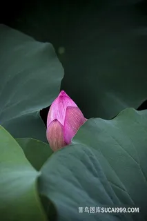 夏天绿色清新自然特写无人荷花荷叶露水植物