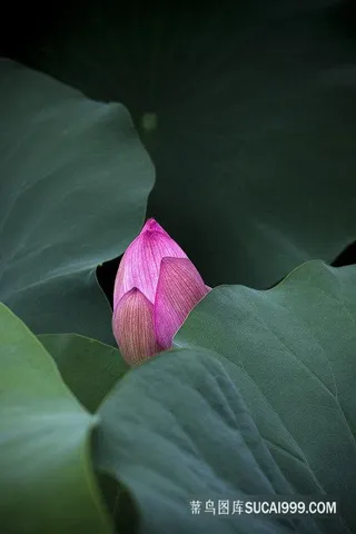 夏天绿色清新自然特写无人荷花荷叶露水植物