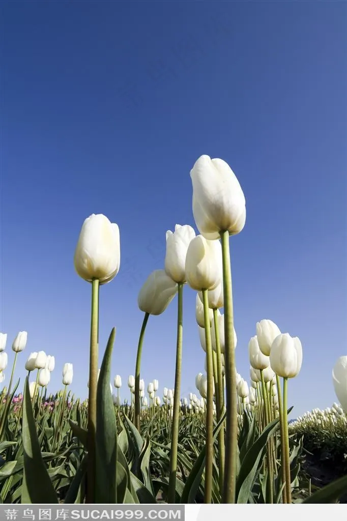 白色郁金香花田中的郁金香特写