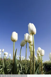 白色郁金香花田中的郁金香特写 白色郁金香花田中的郁金香特写