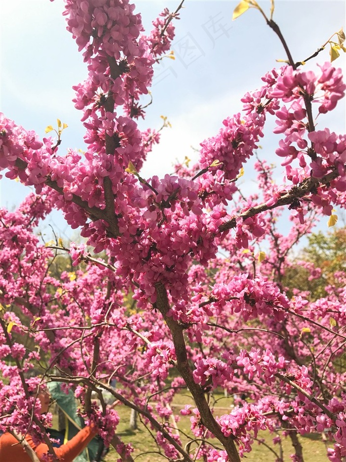 花枝图片素材