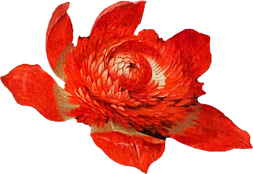 复古油画质感宫廷花卉植物花朵鲜花拼贴图案PNG免抠图片设计素材