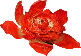 复古油画质感宫廷花卉植物花朵鲜花拼贴图案PNG免抠图片设计素材