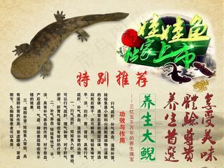 娃娃鱼养生大鲵海报