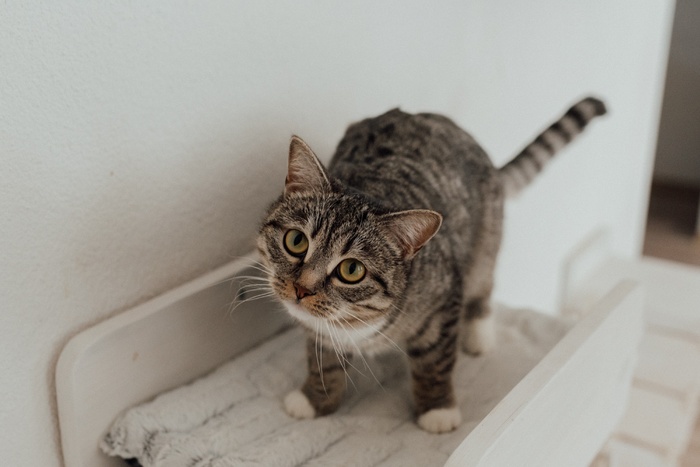 可爱猫咪猫猫摄影素材