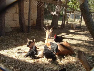 鸡母鸡走地鸡散养鸡鸡肉农村牧场