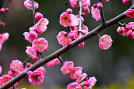 鲜花系列红梅花