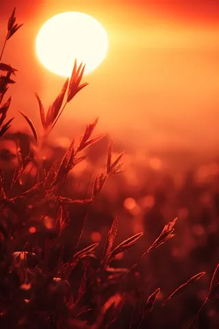 落日枝叶露珠意境晚霞背景