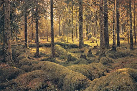 树林美景装饰画