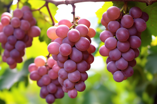 葡萄藤挂着的紫红葡萄提子摄影图
