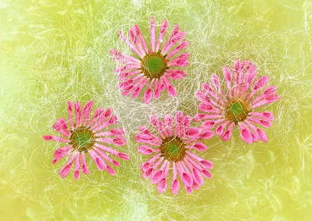 群芳不知名花 群芳不知名花