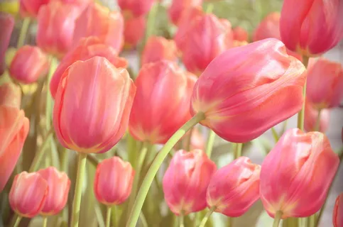 小清新郁金香花海图片 小清新郁金香花海图片