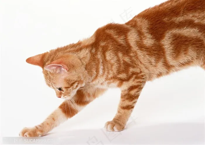 可爱猫咪-抓小东西的猫咪
