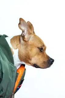 可爱小狗狗狗摄影素材