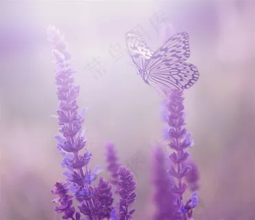 花朵上的蝴蝶昆虫素材 花朵上的蝴蝶昆虫素材