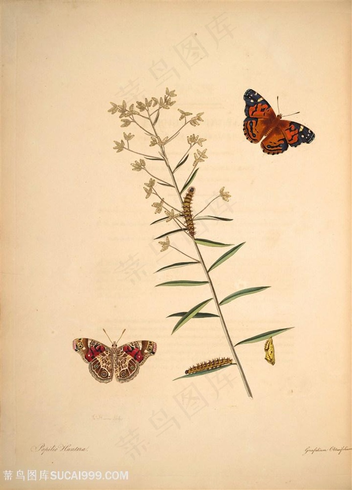 蝴蝶植物昆虫复古树枝图谱